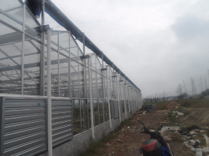 江蘇如皋現代農業生態園（陽光板連棟智能溫室）